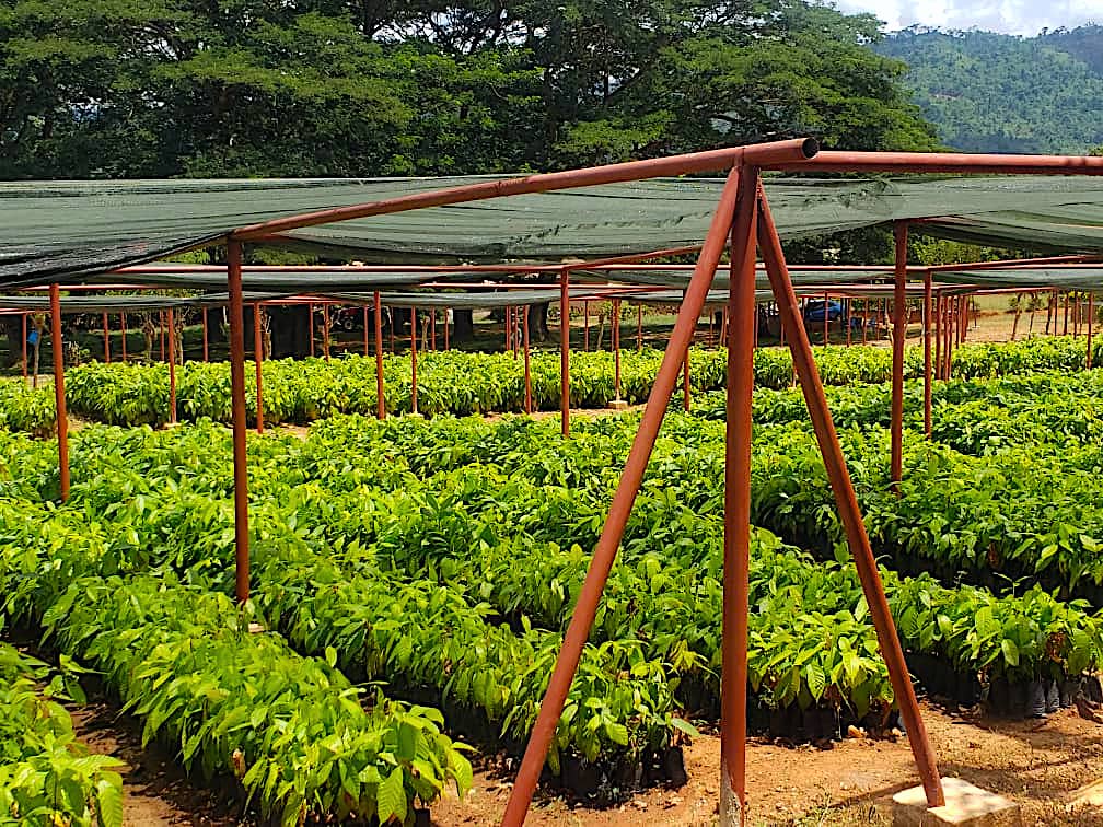 cocoa nursery