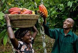 Cocoa Harvesting - Agroforestry in ghana