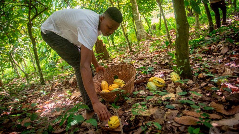 Picking Cocoa Pods
