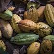FAIRTRADE AFRICA ENGAGES COCOA COOPERATIVES IN GHANA TO BOOST PRODUCTION