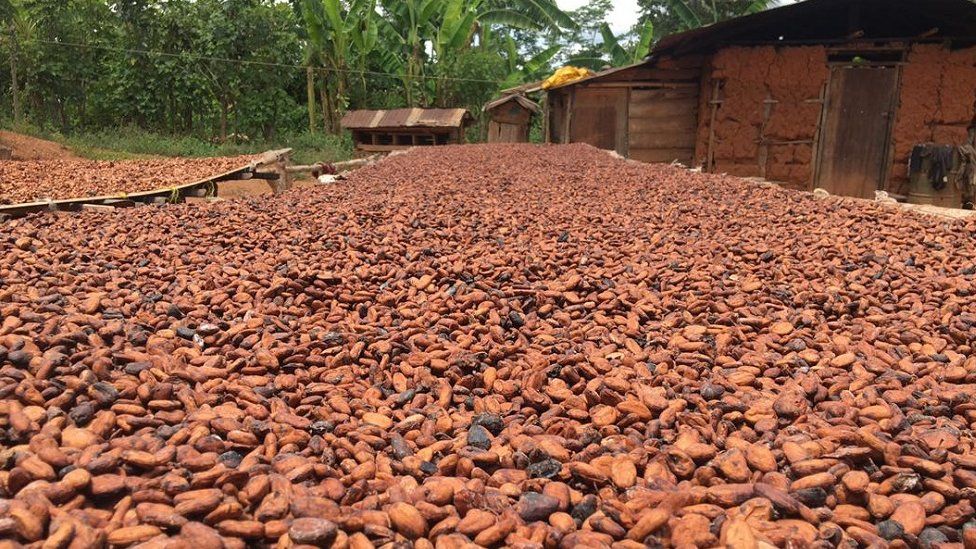 GHANA ATTAINS HIGHEST COCOA PRODUCTION IN HISTORY OVER 1 MILLION